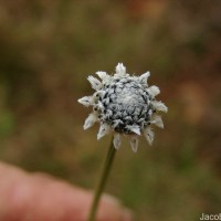 Eriocaulon ceylanicum Körn.